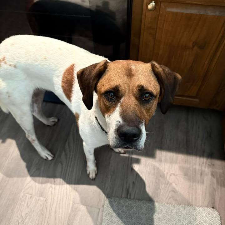 Araya, a Adoptable mixed breed in Stephenville, TX image 5/6