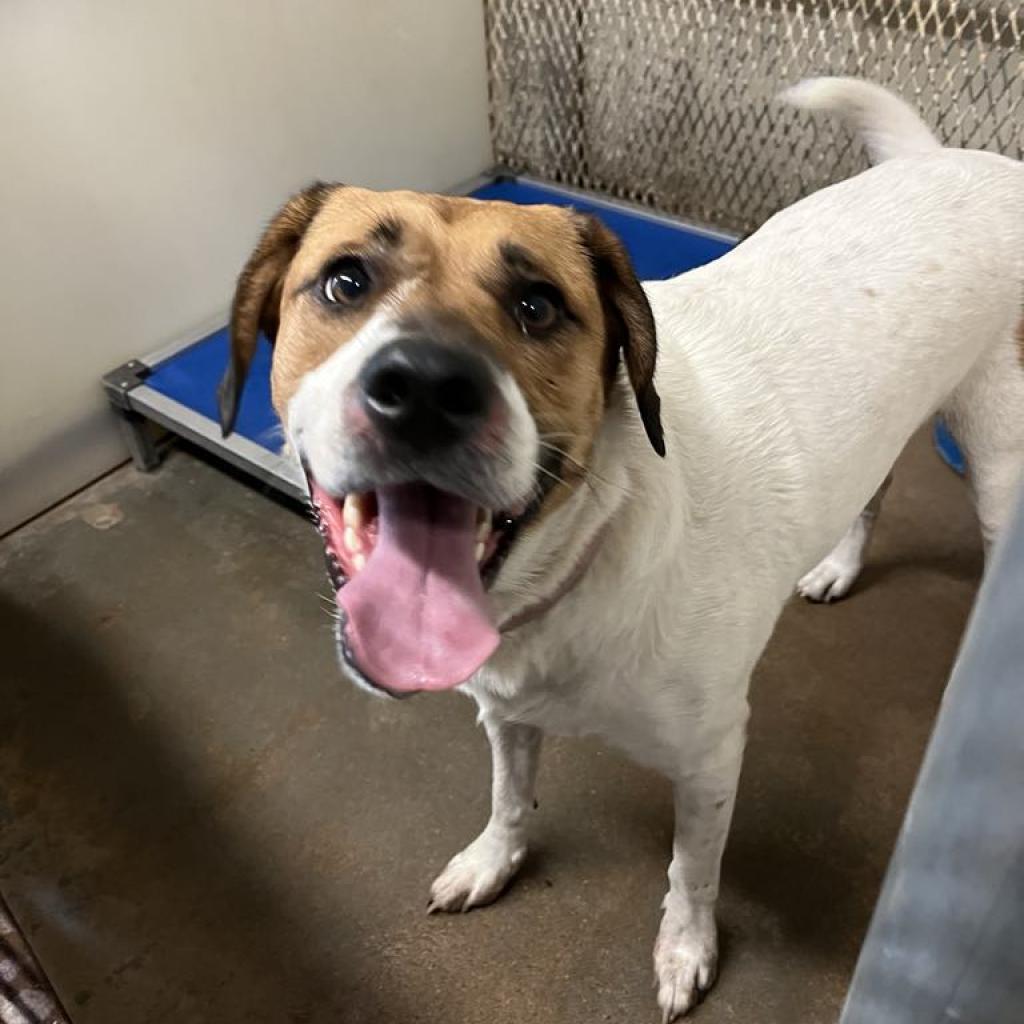 Araya, a Adoptable mixed breed in Stephenville, TX image 6/6