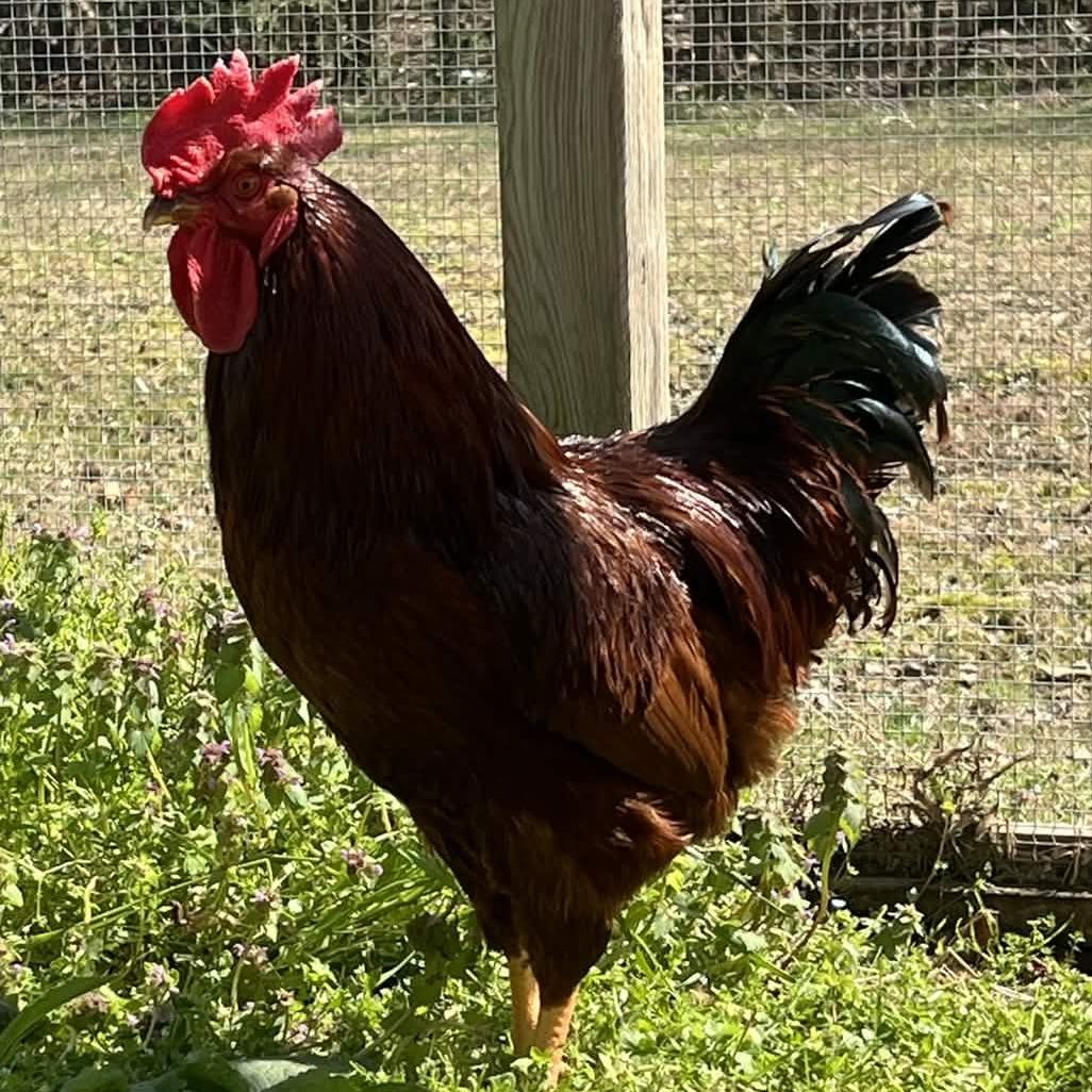 Enlarge RooPaul, a Adoptable Chicken in Gloucester, VA image 1/1