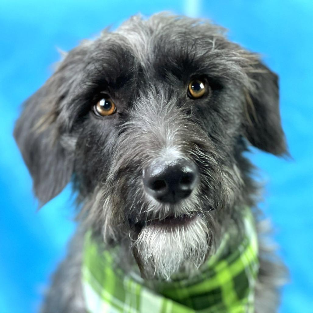 Charlie - the handsome low rider, a Adoptable mixed breed in Austin, TX image 1/6