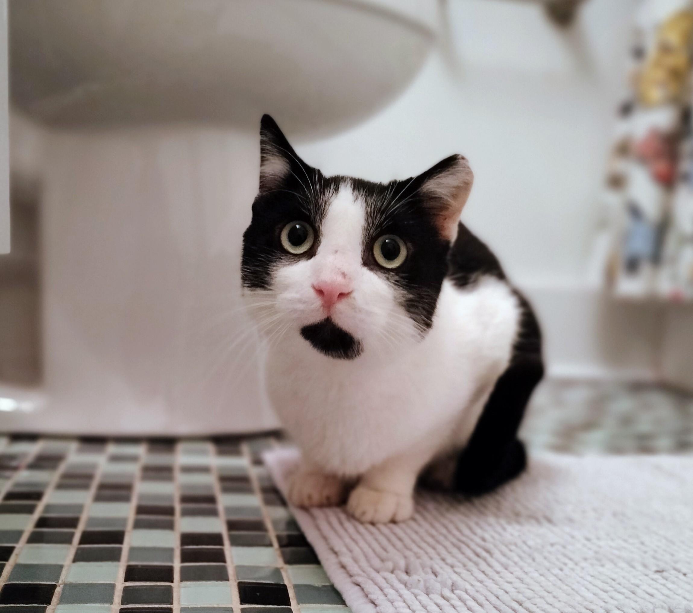 Poppy, a ADOPTABLE mixed breed in Pittsburgh, PA image 2/6