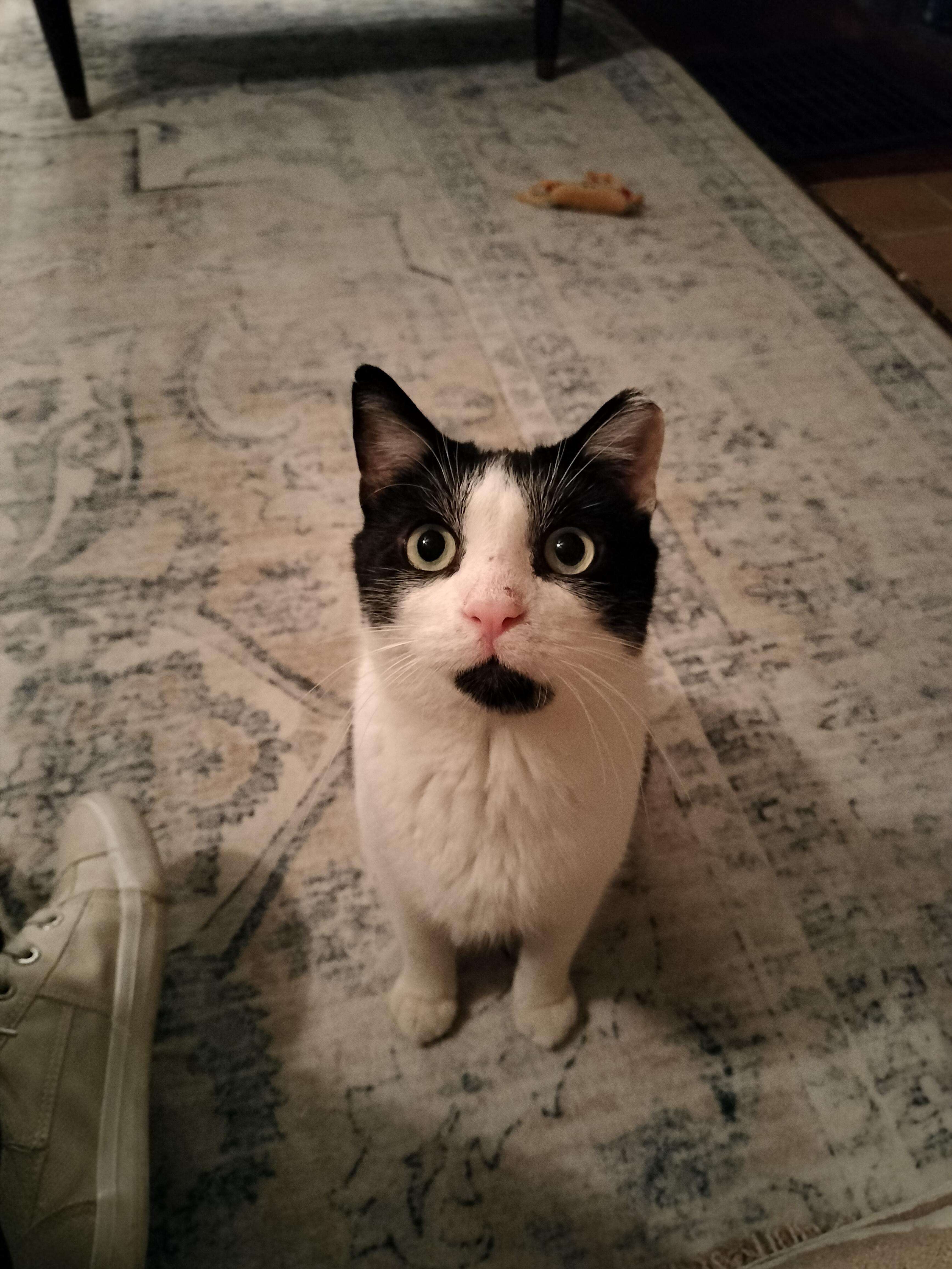 Poppy, a ADOPTABLE mixed breed in Pittsburgh, PA image 6/6