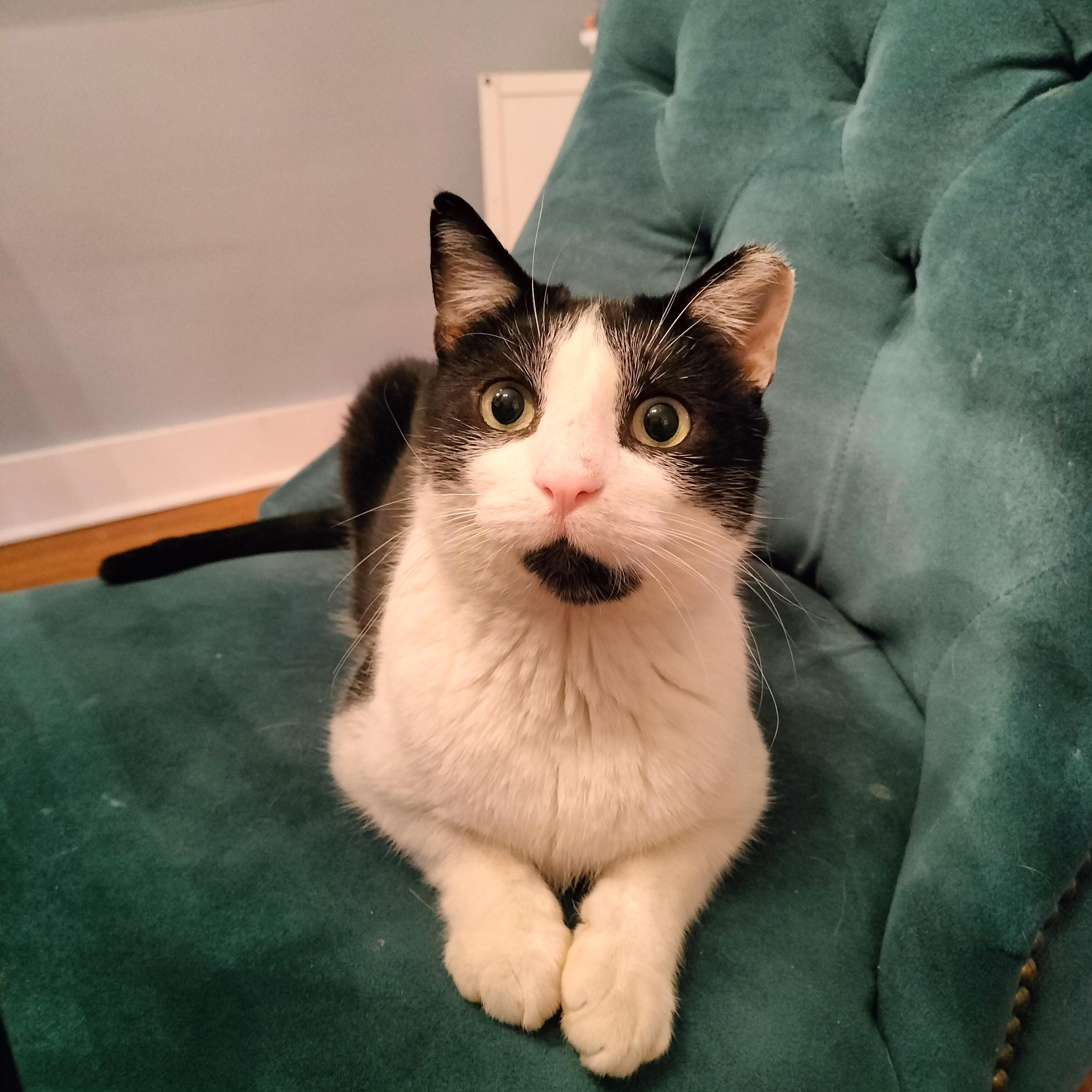 Poppy, ADOPTABLE, Young Male Domestic Short Hair.