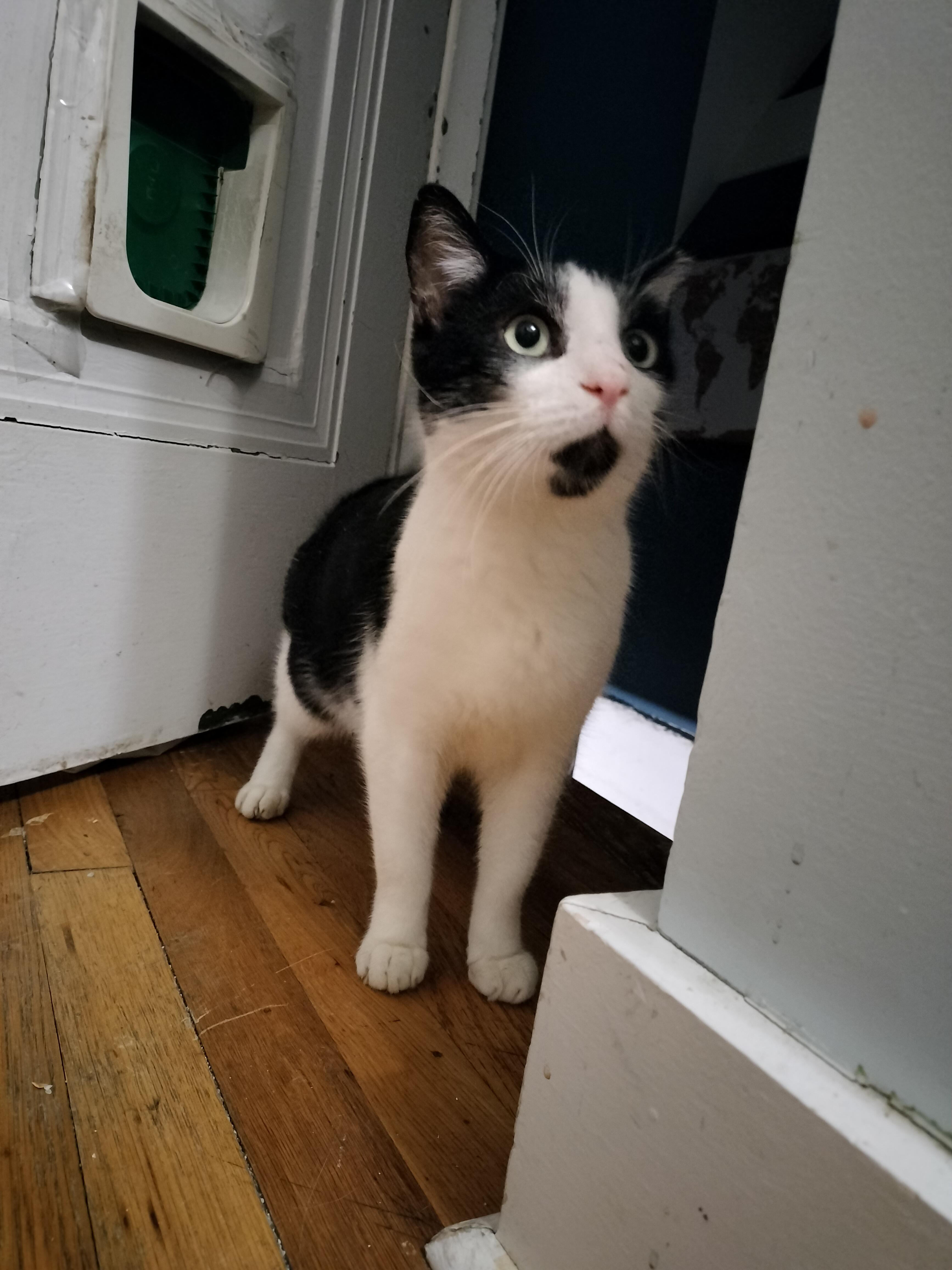 Poppy, a ADOPTABLE mixed breed in Pittsburgh, PA image 3/6