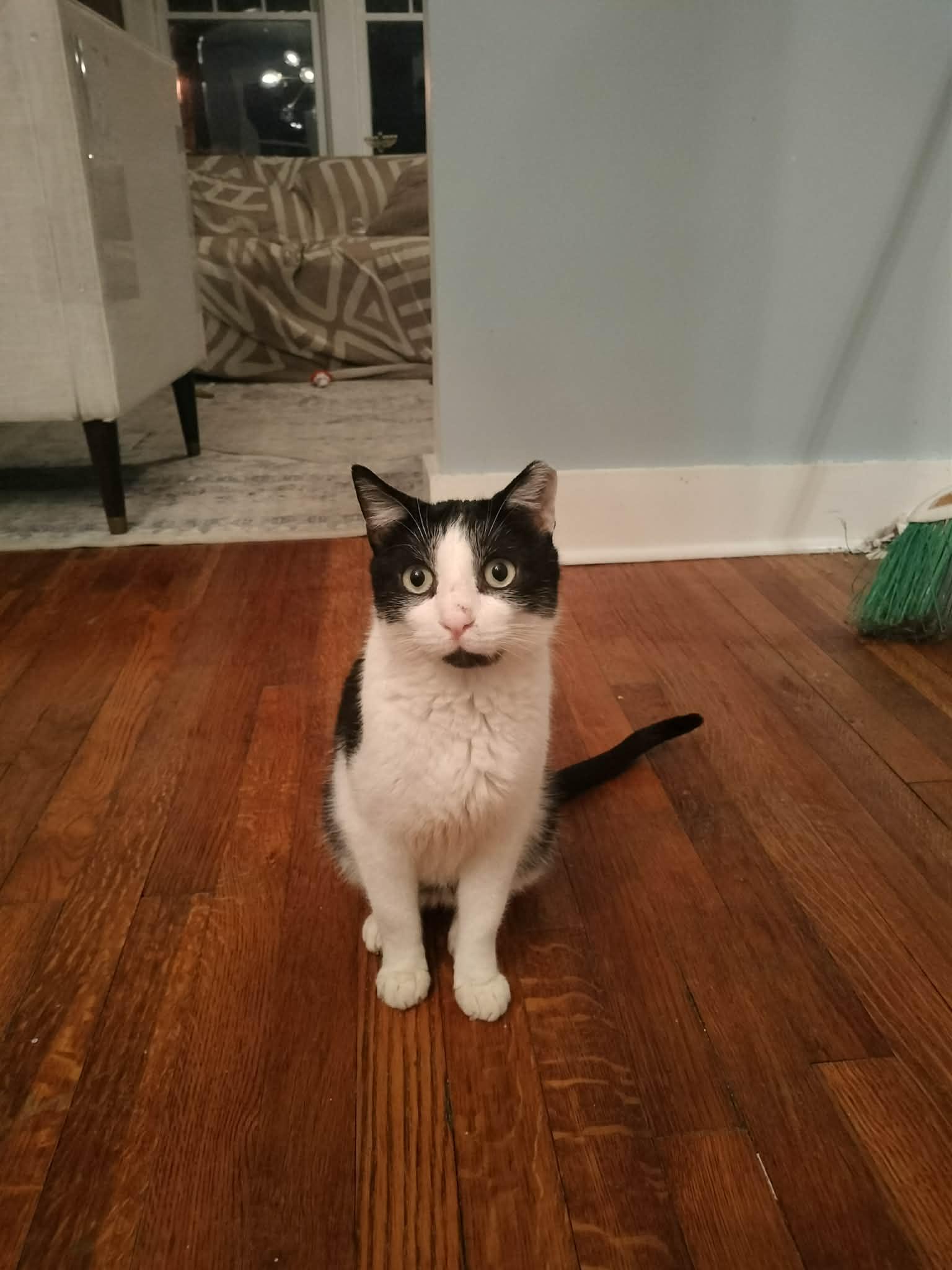 Enlarge Poppy, a ADOPTABLE mixed breed in Pittsburgh, PA image 6/6