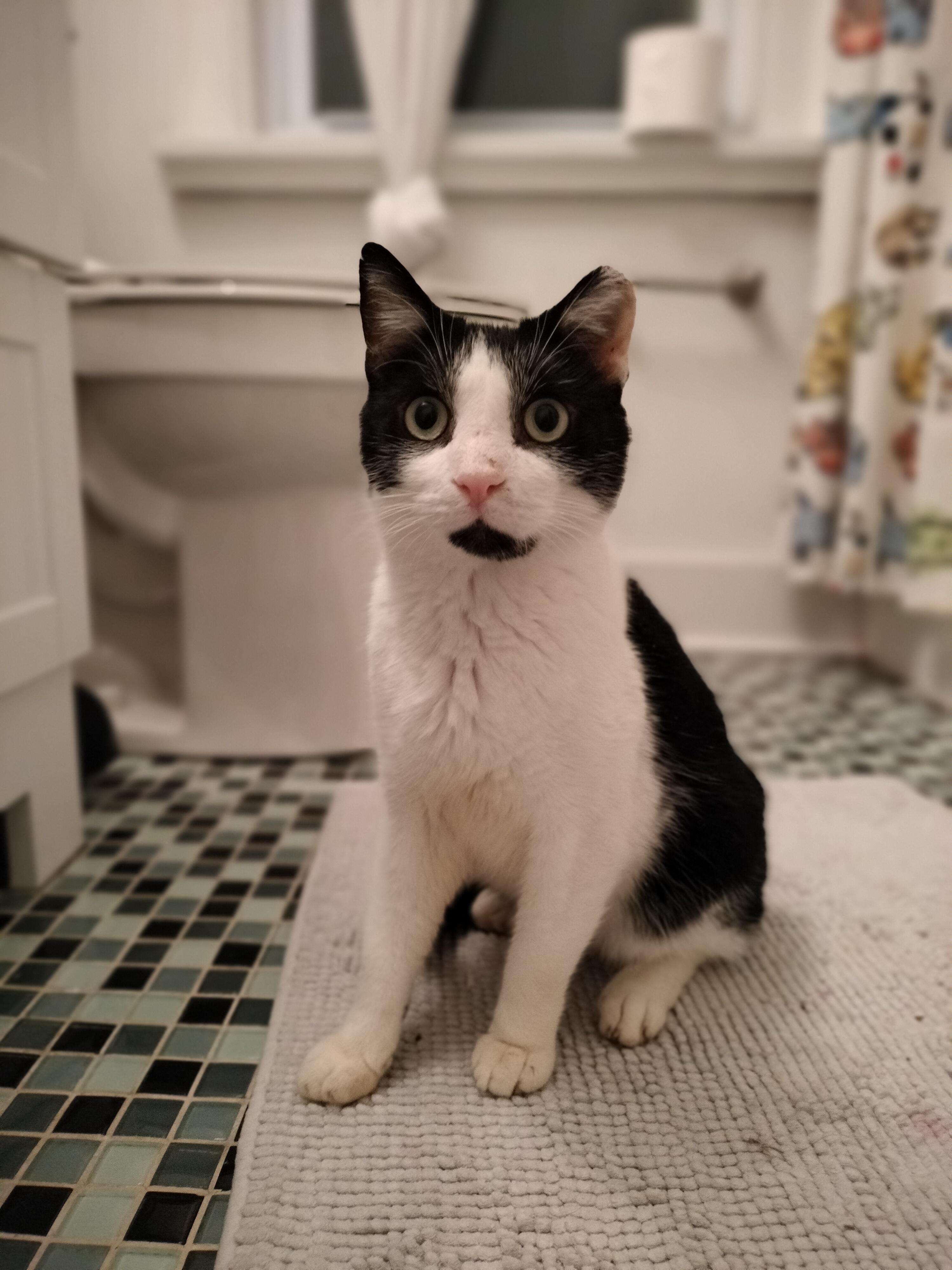 Poppy, ADOPTABLE, Adult Male Domestic Short Hair.