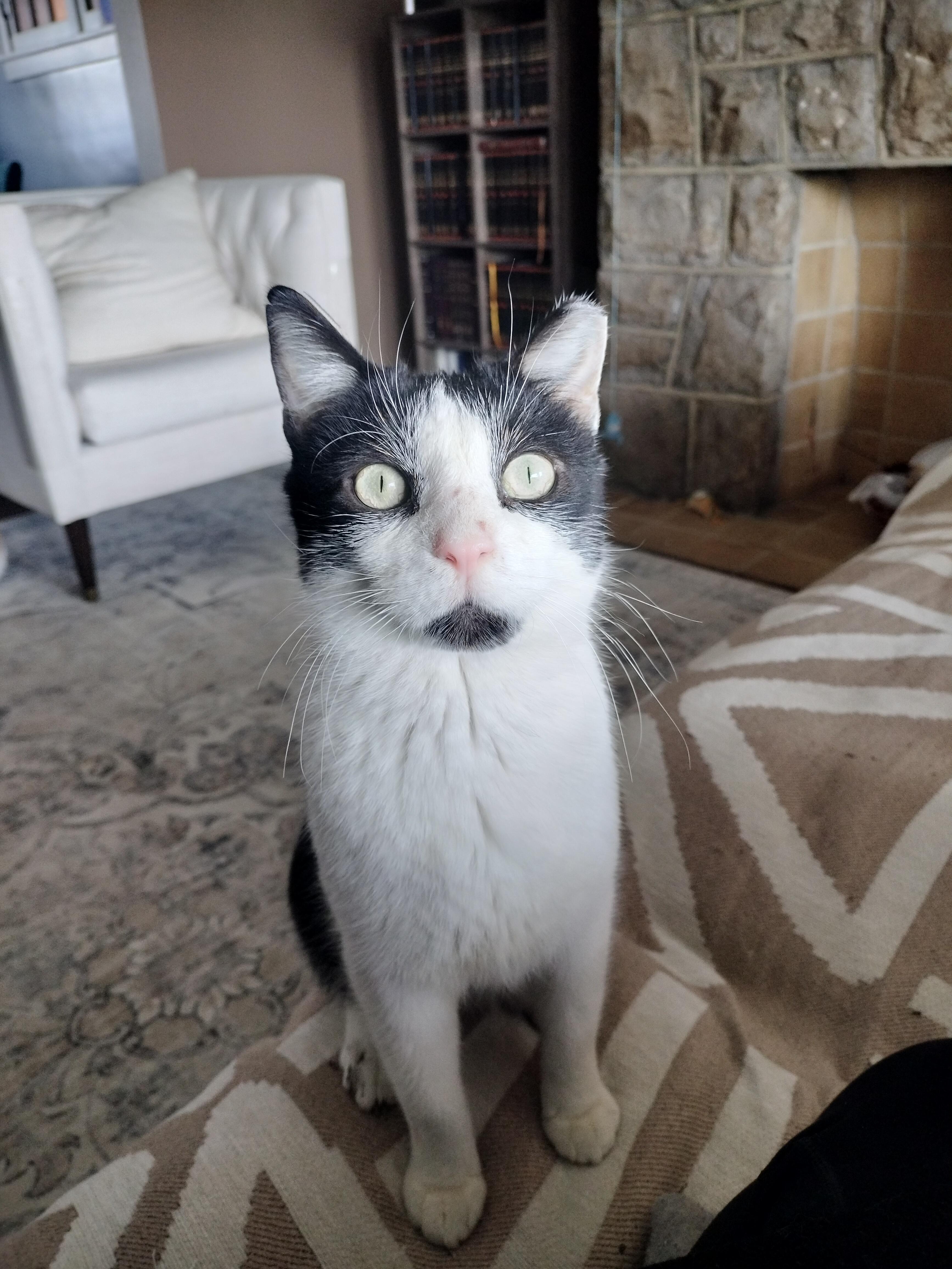 Enlarge Poppy, a ADOPTABLE mixed breed in Pittsburgh, PA image 5/5