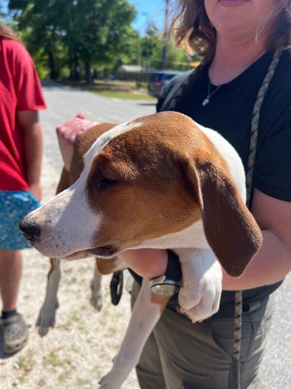 Penny, a Adoptable mixed breed in Supply, NC image 1/2