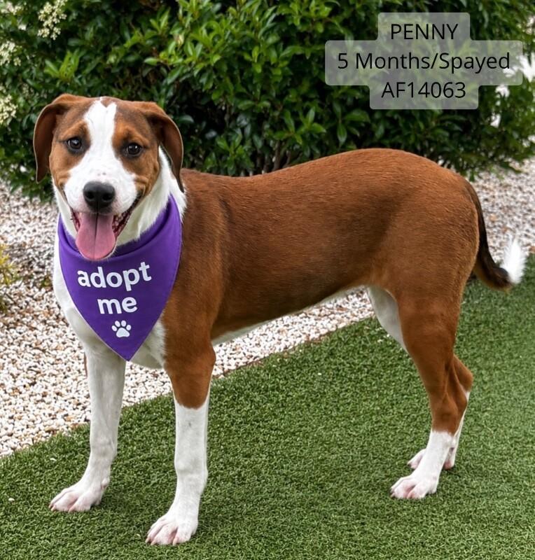 Penny, a Adoptable mixed breed in Supply, NC image 2/2
