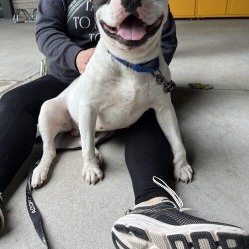 Wilbur, a Adoptable mixed breed in Edmond, OK image 2/5