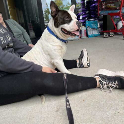 Wilbur, a Adoptable mixed breed in Edmond, OK image 3/5