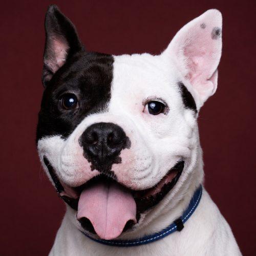 Wilbur, Adoptable, Young Male American Bulldog & Mixed Breed.