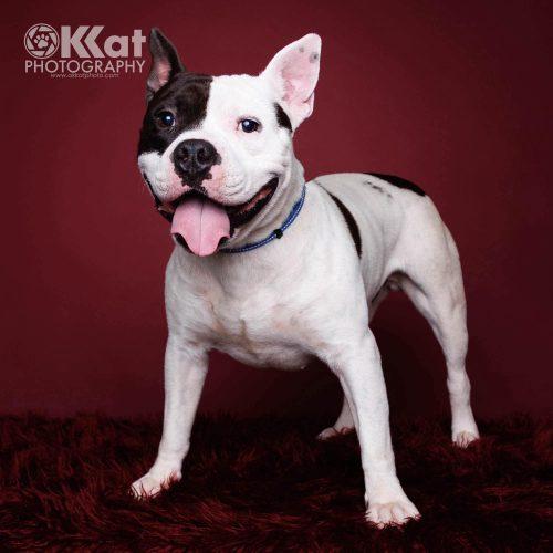 Wilbur, a Adoptable mixed breed in Edmond, OK image 2/6