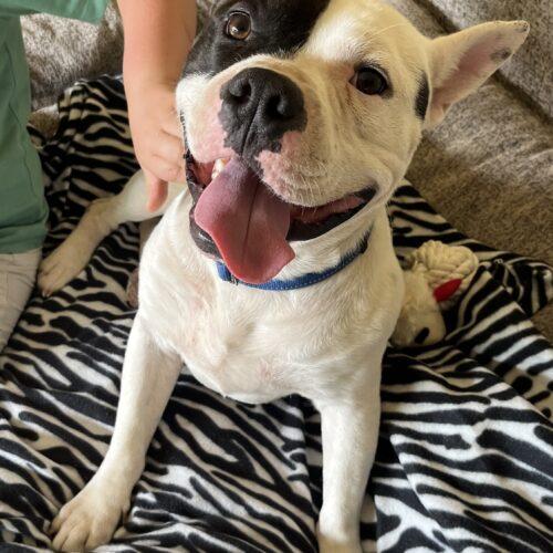Wilbur, a Adoptable mixed breed in Edmond, OK image 4/5