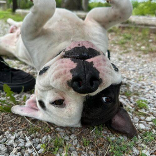 Wilbur, a Adoptable mixed breed in Edmond, OK image 3/6