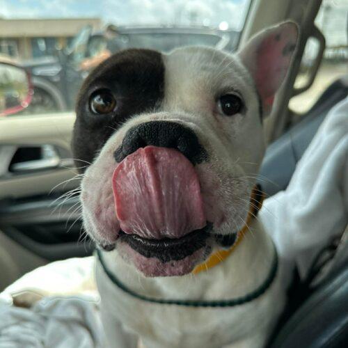 Wilbur, a Adoptable mixed breed in Edmond, OK image 5/6