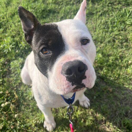Wilbur, a Adoptable mixed breed in Edmond, OK image 5/5
