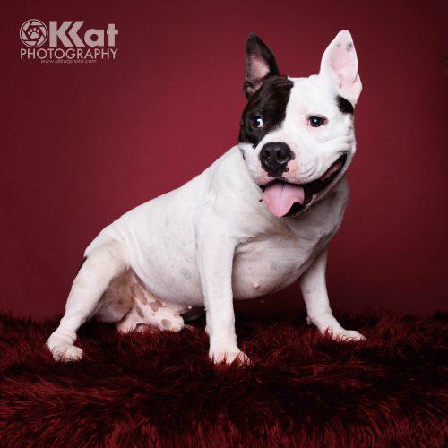 Wilbur, a Adoptable mixed breed in Edmond, OK image 6/6