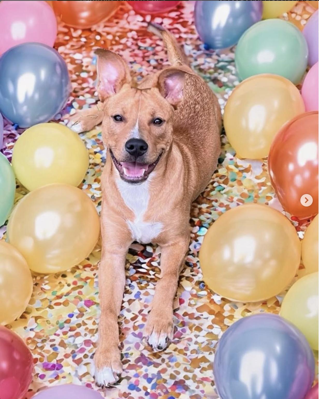 Enlarge Darnell, a Adoptable mixed breed in Southampton, PA image 1/6