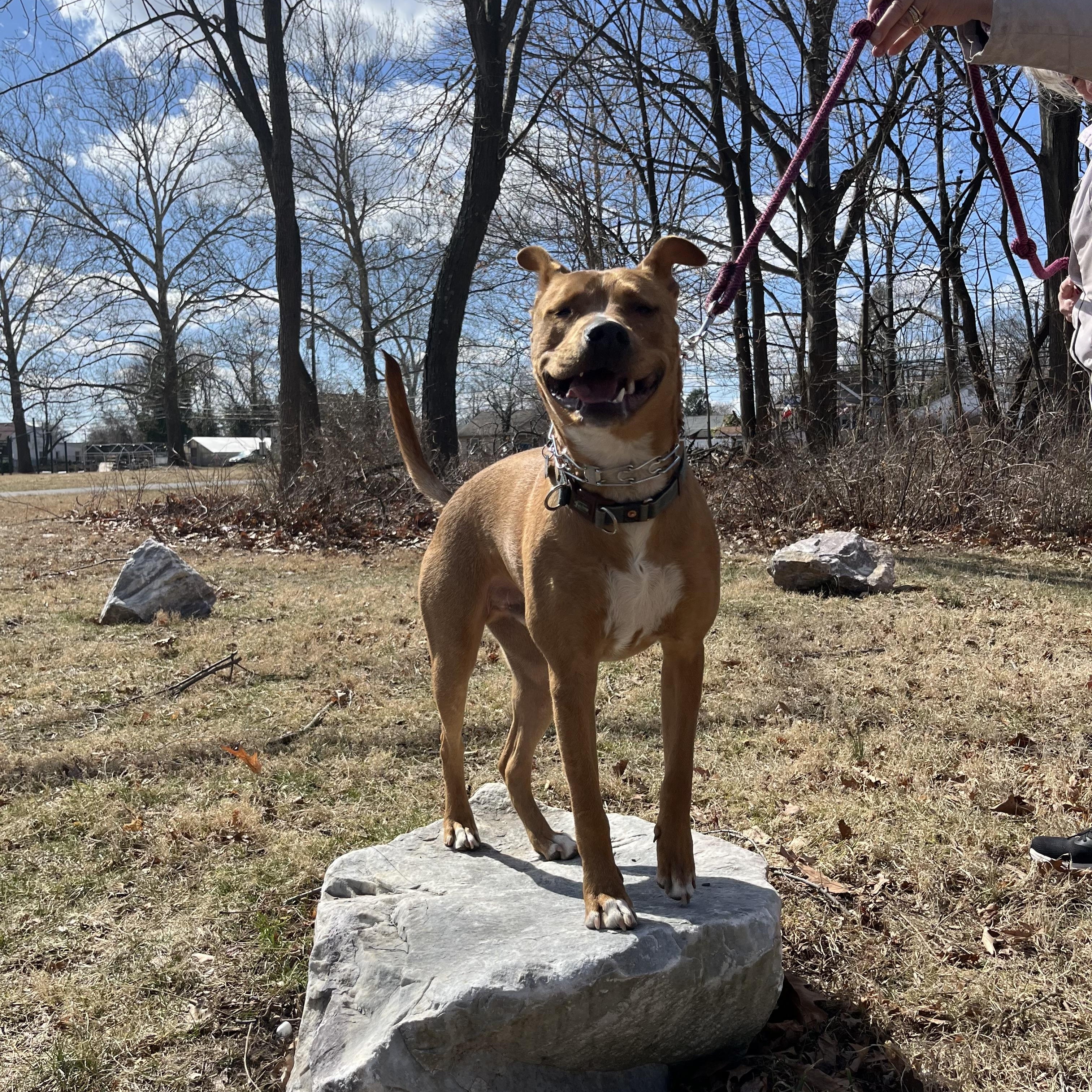 Enlarge Darnell, a Adoptable mixed breed in Southampton, PA image 4/6