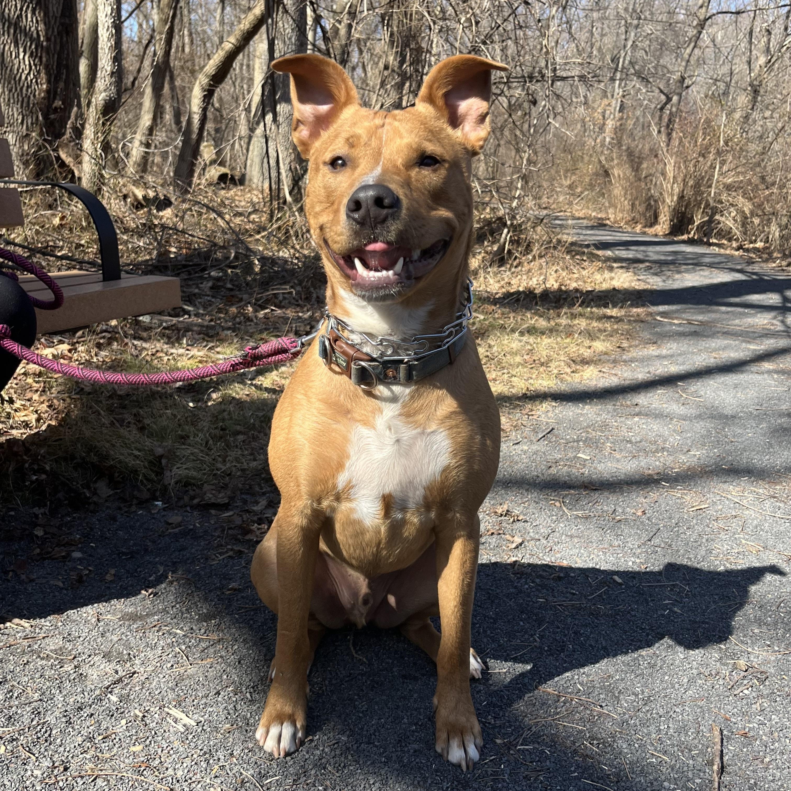 Enlarge Darnell, a Adoptable mixed breed in Southampton, PA image 2/6