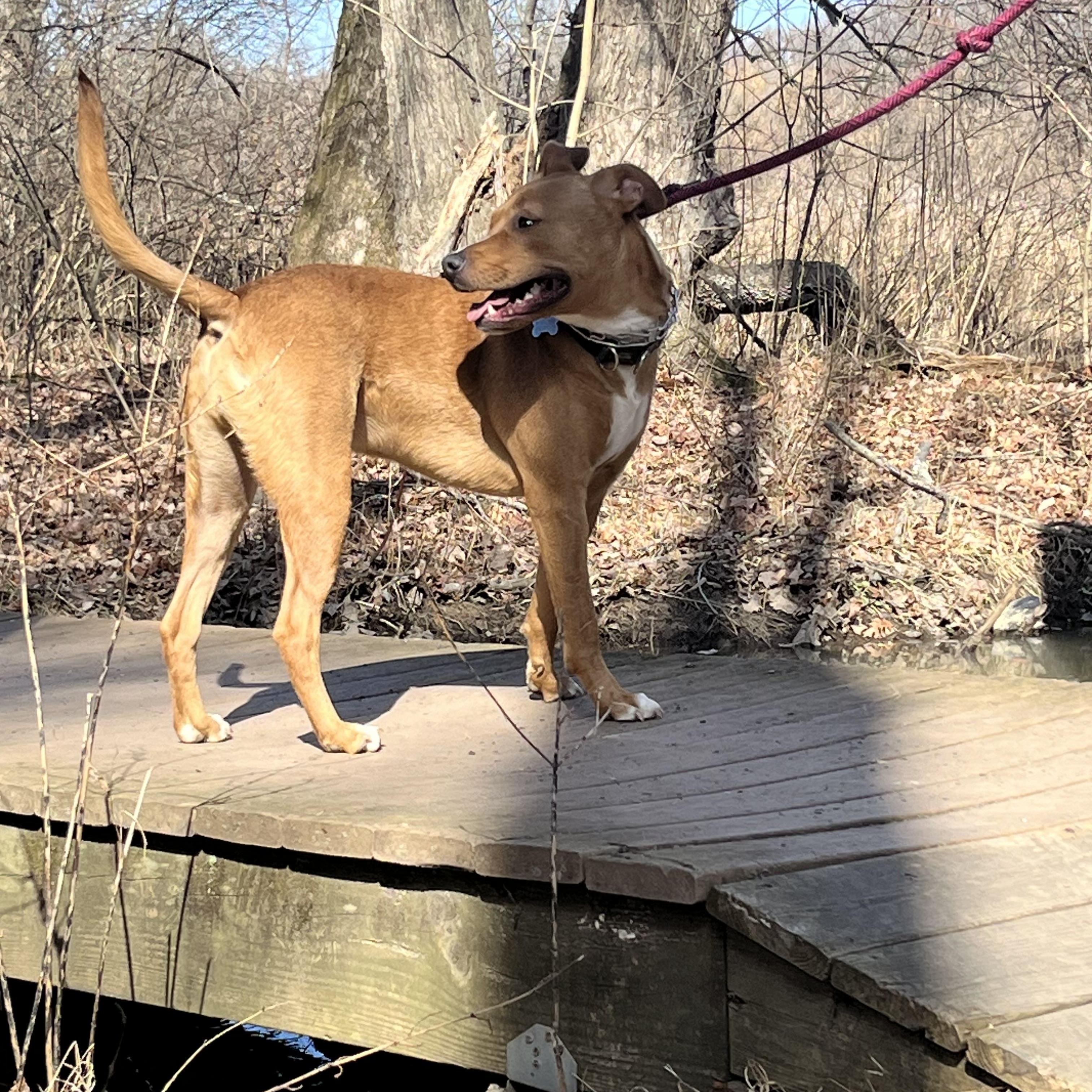 Enlarge Darnell, a Adoptable mixed breed in Southampton, PA image 5/6