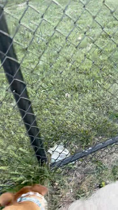 Enlarge Darnell, a Adoptable mixed breed in Southampton, PA video 6/6