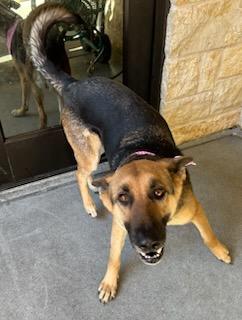 Enlarge Peaches, a Adoptable mixed breed in Lewisville, TX image 1/3