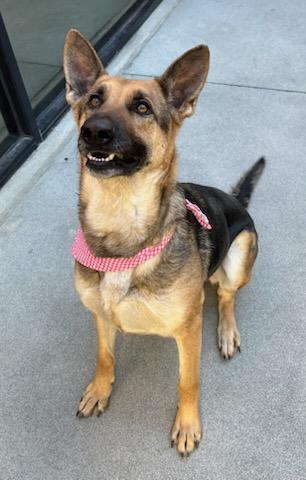 Enlarge Peaches, a Adoptable mixed breed in Lewisville, TX image 2/3