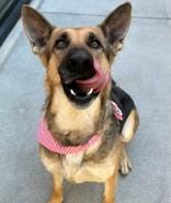 Enlarge Peaches, a Adoptable mixed breed in Lewisville, TX image 3/3