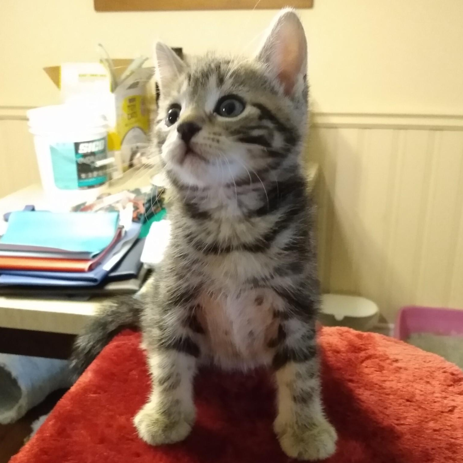 Enlarge KELSEY, a Adoptable mixed breed in Niagara on the Lake, ON image 2/2