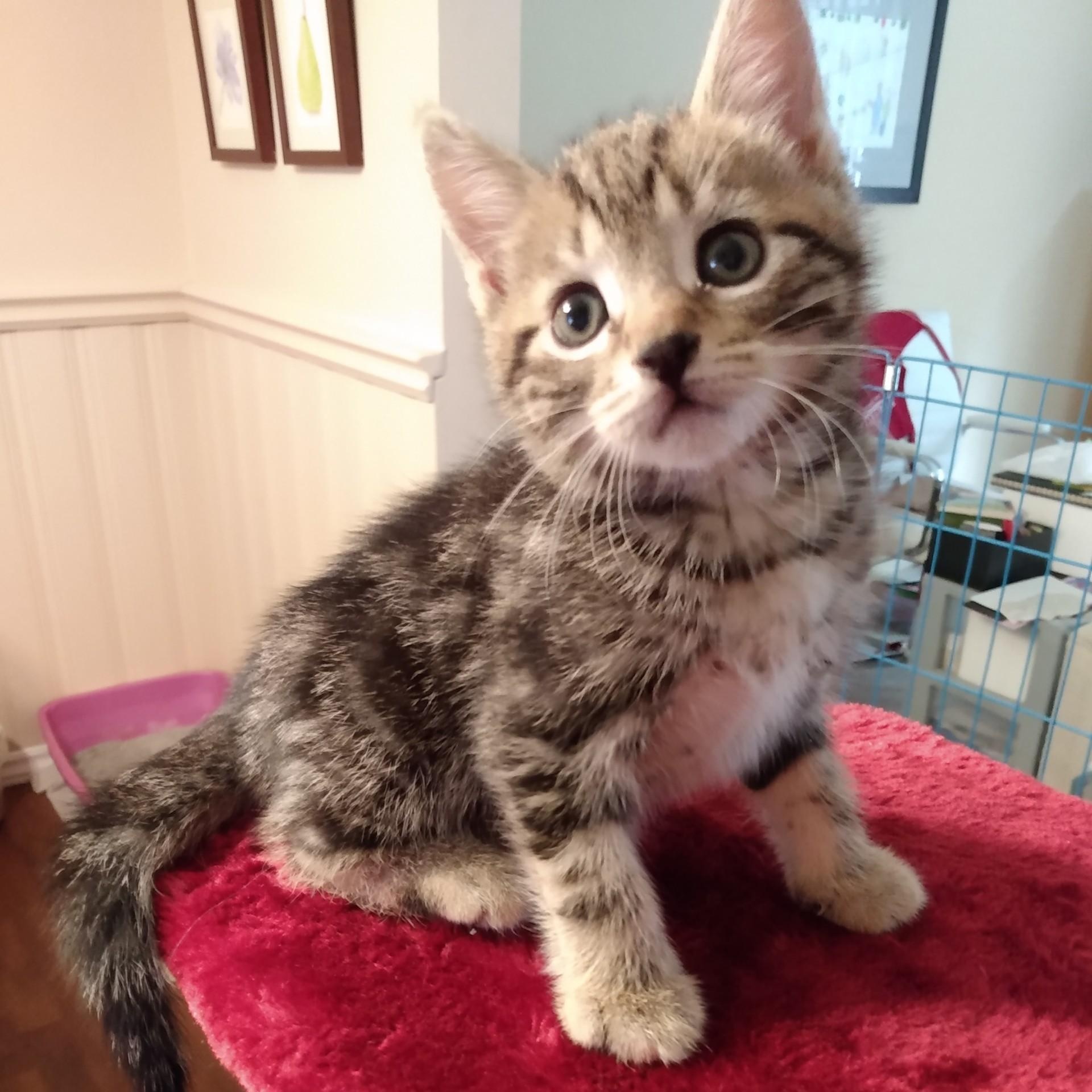 Enlarge KELSEY, a Adoptable mixed breed in Niagara on the Lake, ON image 1/2