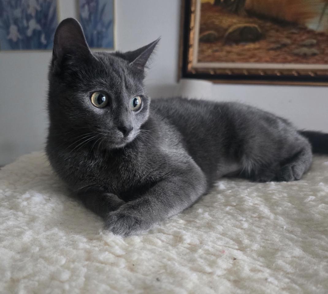 NIKKI, a Adoptable Domestic Short Hair in Spotswood, NJ image 4/6