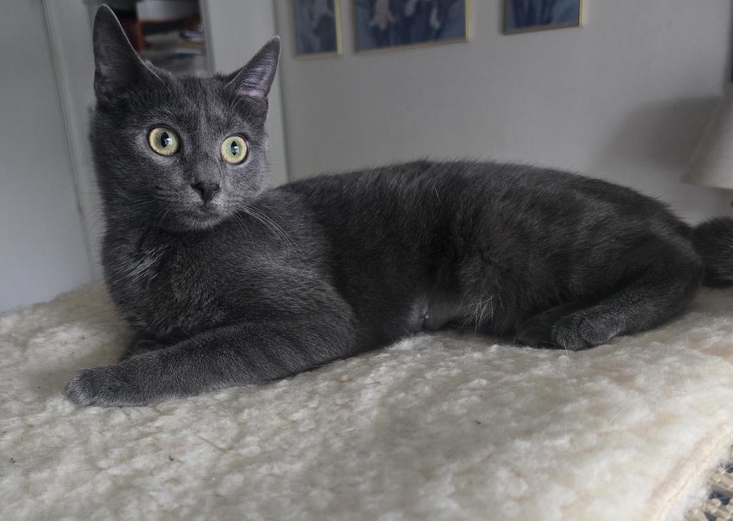 NIKKI, Adoptable, Kitten Female Domestic Short Hair.