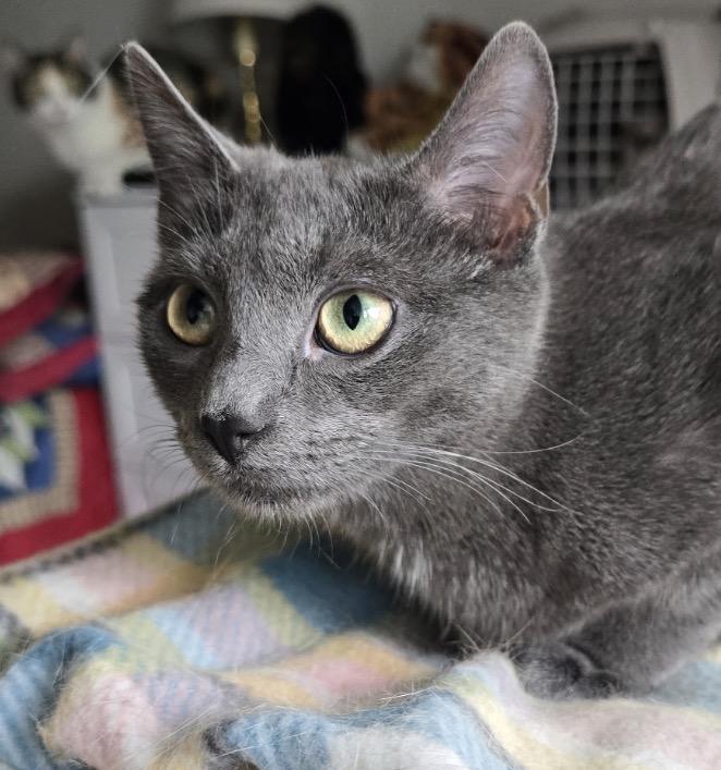 NIKKI, a Adoptable Domestic Short Hair in Spotswood, NJ image 3/6