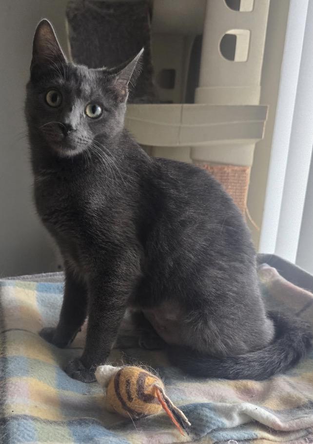 NIKKI, a Adoptable Domestic Short Hair in Spotswood, NJ image 2/6