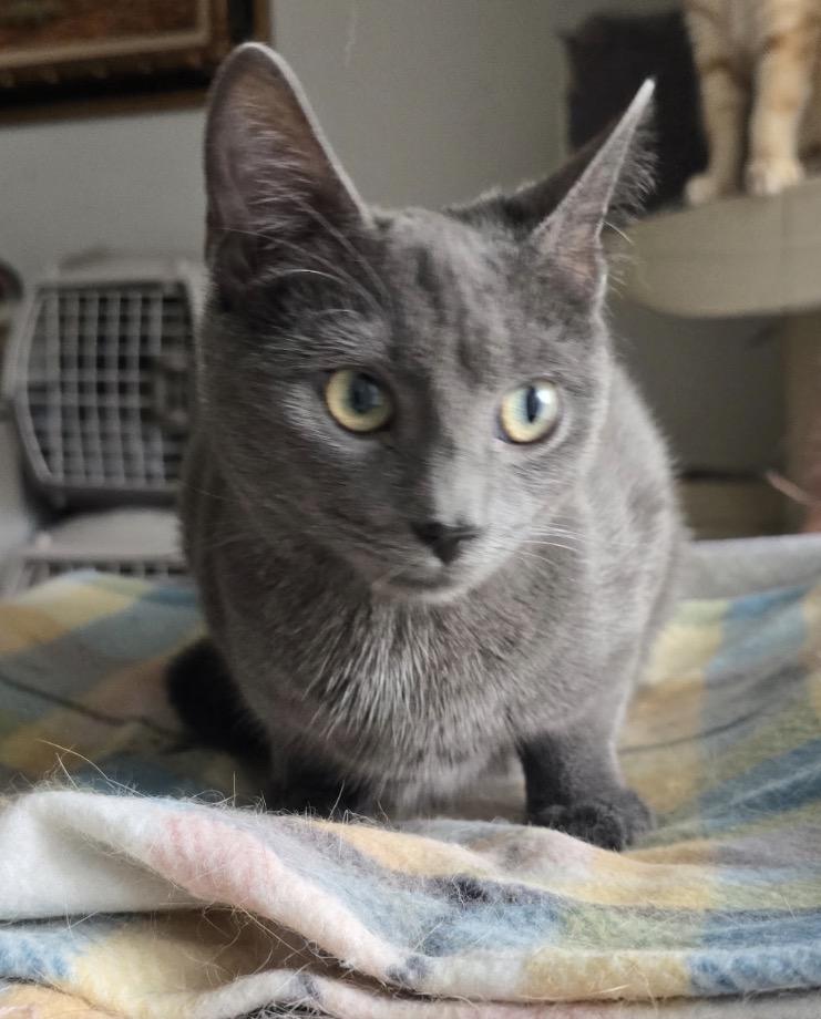 NIKKI, a Adoptable Domestic Short Hair in Spotswood, NJ image 5/6