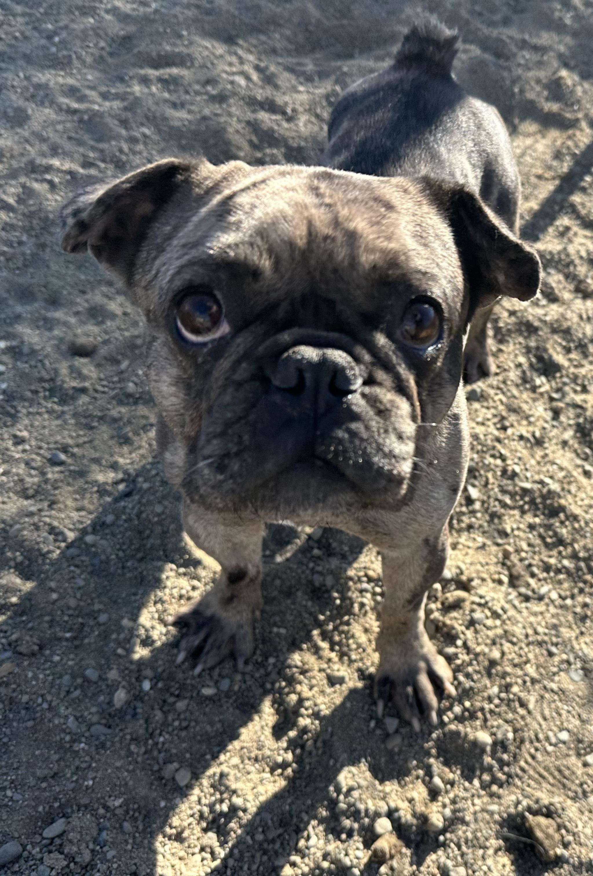 Brownie, ADOPTABLE, Adult Female French Bulldog.