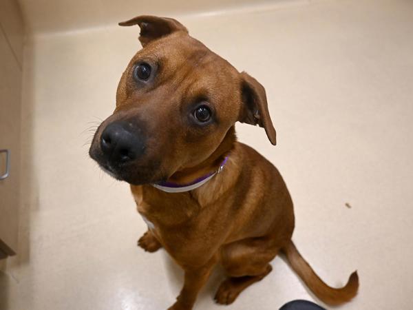 Brown Sugar, Adoptable, Young Male Pit Bull Terrier & Shepherd.