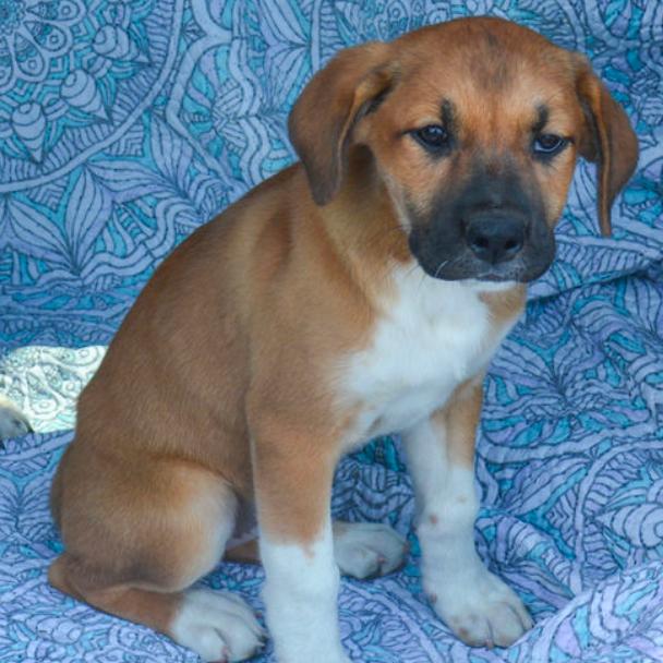 Jenga, Adoptable, Puppy Female Mixed Breed.