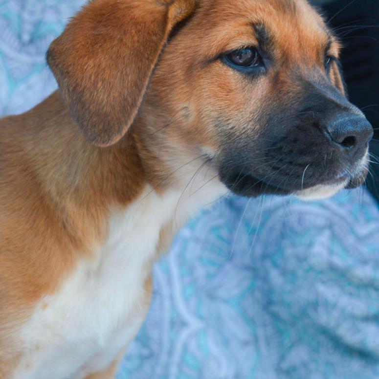 Jenga, a Adoptable Mixed Breed in Kansas City, MO image 2/3