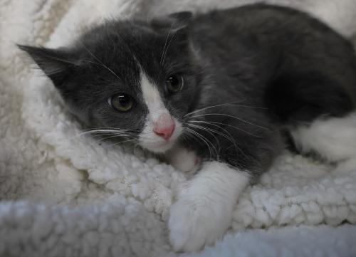 Bessie, Adoptable, Kitten Female Domestic Short Hair.