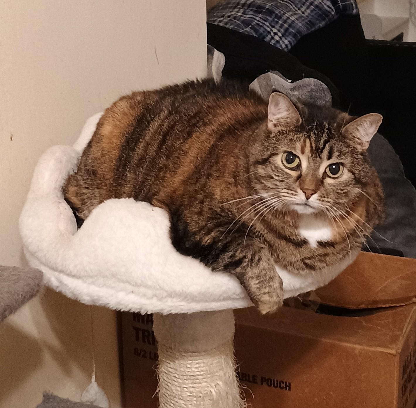 Tigress - shy & loving, ADOPTABLE, Senior Female Domestic Short Hair.