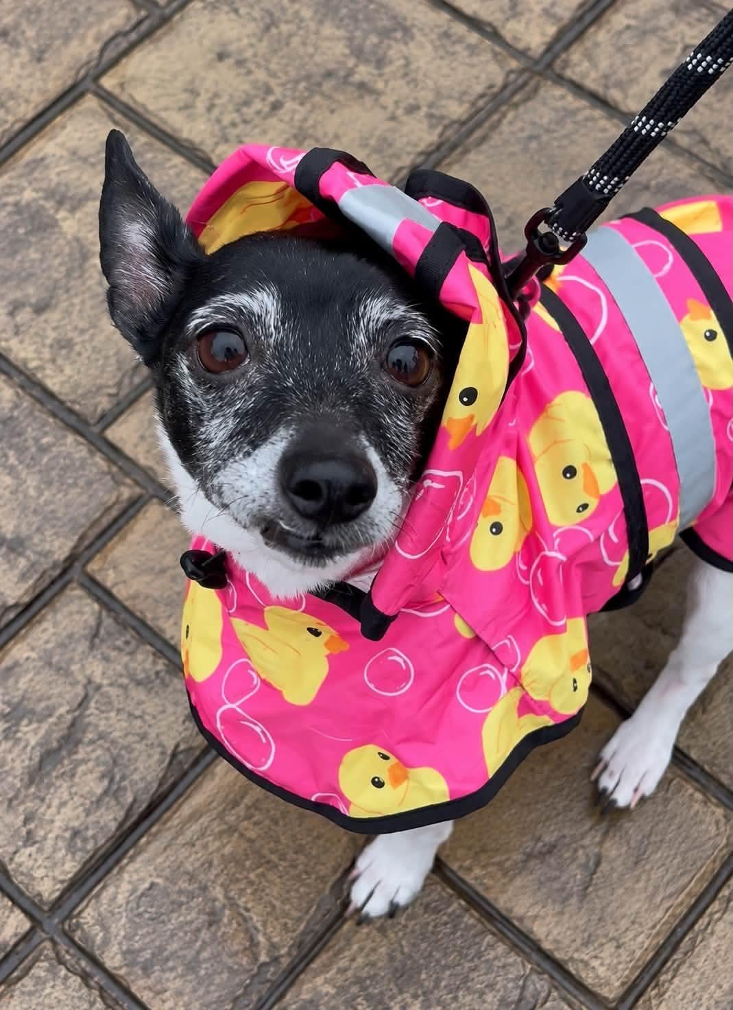 Enlarge Sweetie, a Adoptable mixed breed in Oxford, MI image 1/3