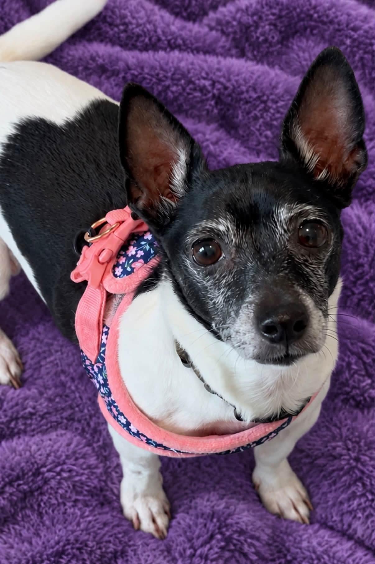 Enlarge Sweetie, a Adoptable mixed breed in Oxford, MI image 2/3
