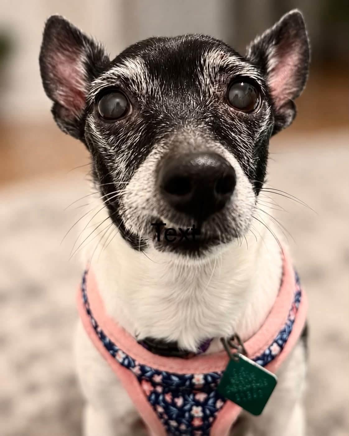 Enlarge Sweetie, a Adoptable mixed breed in Oxford, MI image 3/3
