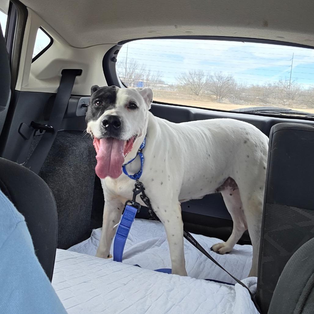 Cammie, Adoptable, Senior Female Mixed Breed.