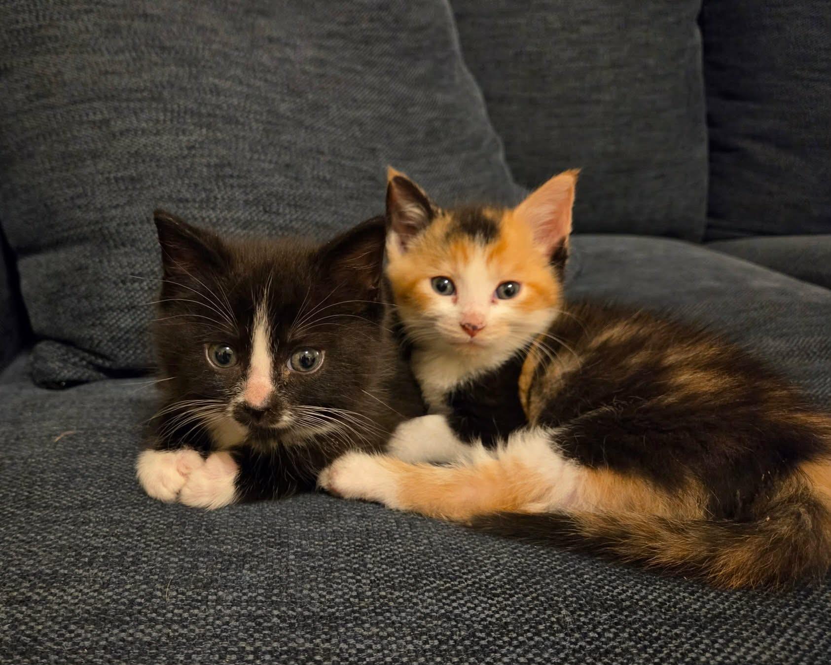 Enlarge Samson & Delilah , a ADOPTABLE Domestic Short Hair in Alabaster, AL image 2/5