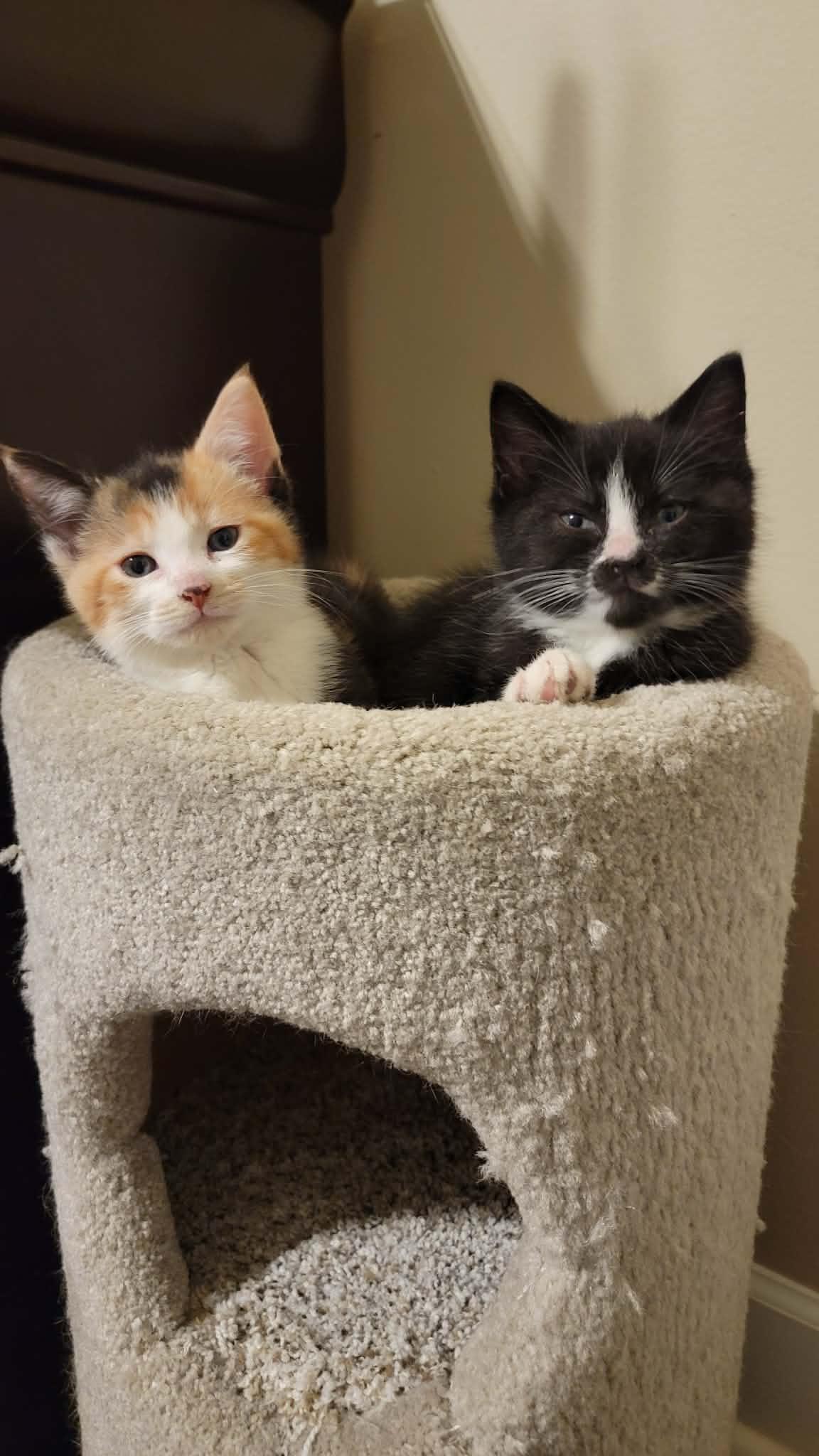 Samson & Delilah , ADOPTABLE, Kitten Female Domestic Short Hair.