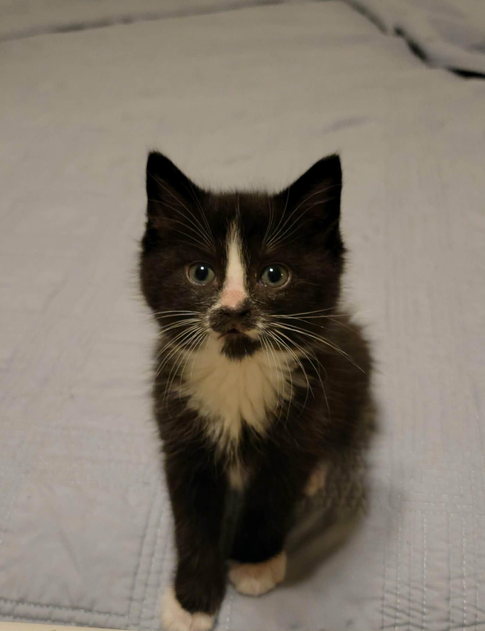 Enlarge Samson & Delilah , a ADOPTABLE Domestic Short Hair in Alabaster, AL image 4/5